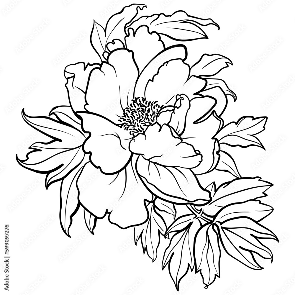 Vector illustration of black and white contour peony flower for coloring page