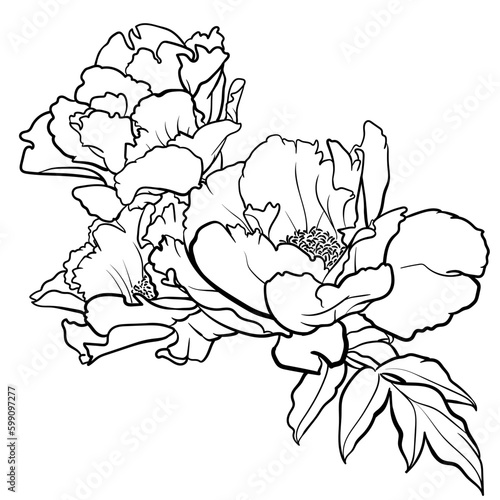 Vector illustration of black and white contour peony flower for coloring page