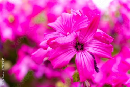 Beautiful pink hollyhocks flowers close up