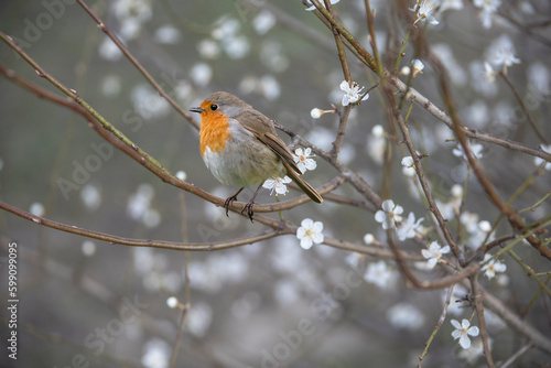 The European robin (Erithacus rubecula) known simply as the robin or robin redbreast, perched between blossoms in spring © britaseifert