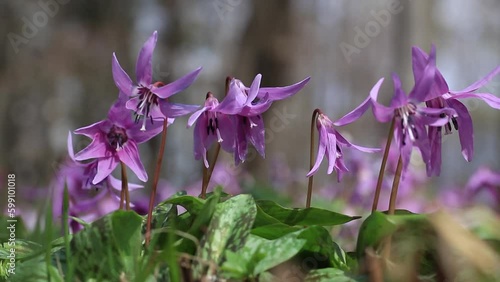 Spring ephemerals (Erythronium japonicum; カタクリ) swaying in the spring breeze in the wildflower garden at Midorigaoka Park, Obihiro City, Japan photo