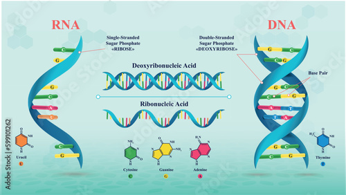 Structure of DNA and RNA and the differences between them_Type02 photo