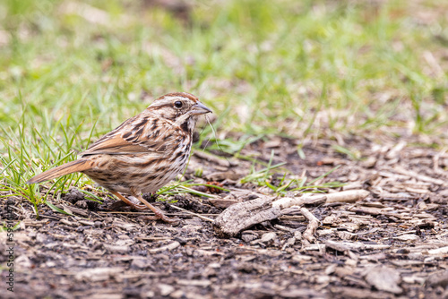 A song sparrow gathers nesting materials from the ground