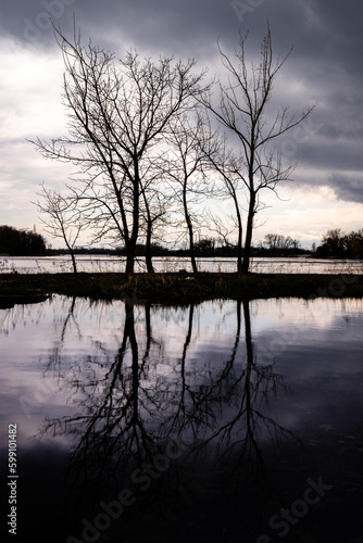 Trees are silhouetted against dark storm clouds at dusk and reflected in a large pool of rain water © christopher