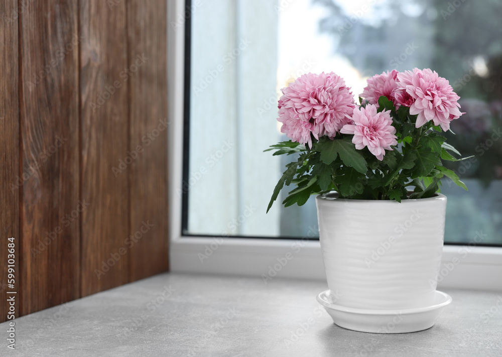 Fototapeta premium Beautiful chrysanthemum flowers in pot on windowsill indoors. Space for text