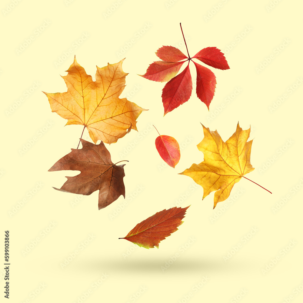 Fototapeta premium Different autumn leaves falling on beige background
