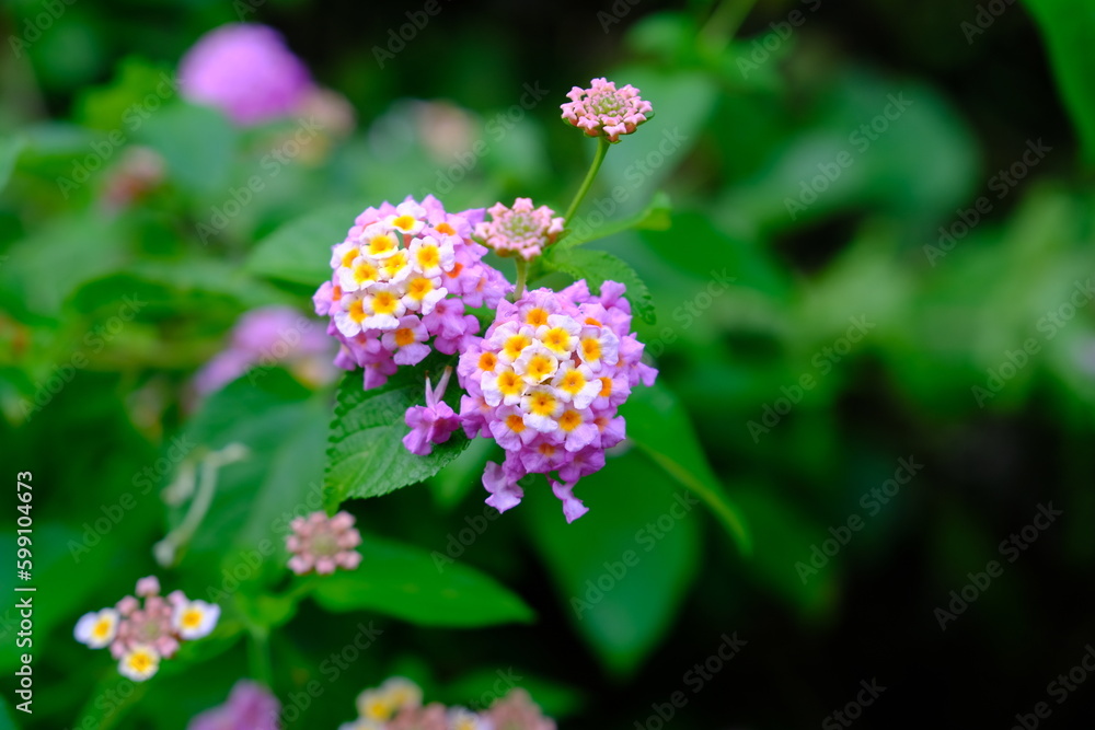 Indonesia Batam - Pink and white Lantana camara Indonesia Batam - Pink and white Lantana camara