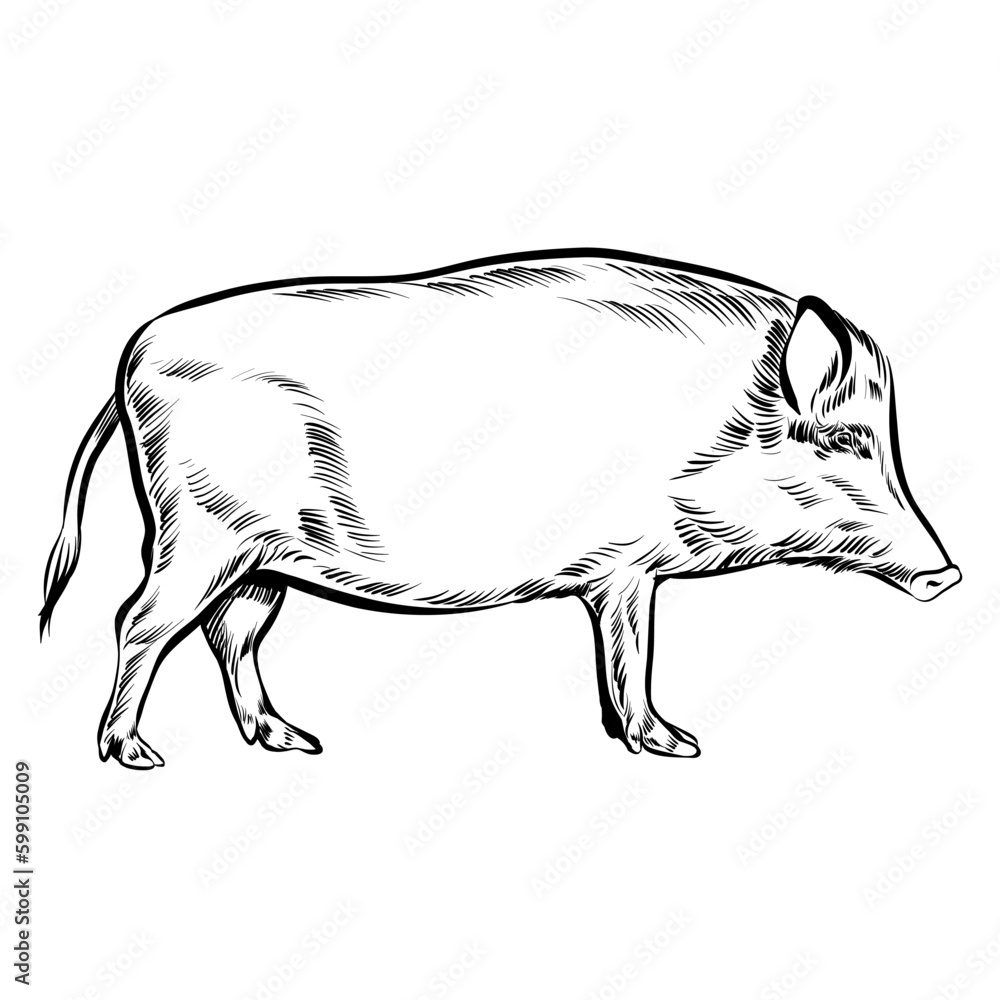 Fototapeta premium black and white realistic boar sideview - handdrawn vector sketch