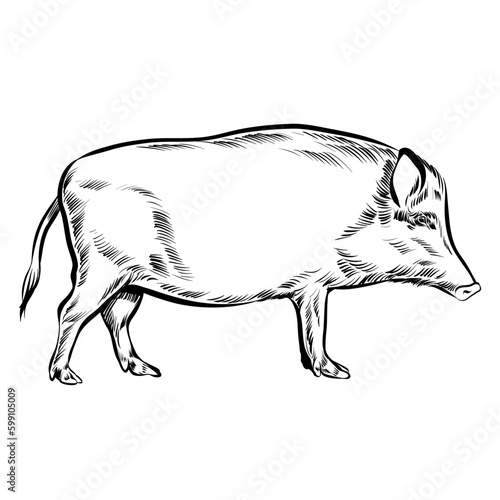 black and white realistic boar sideview - handdrawn vector sketch
