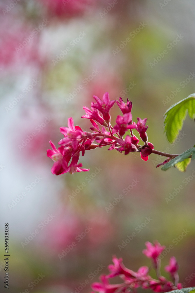pink blossom pink blossom