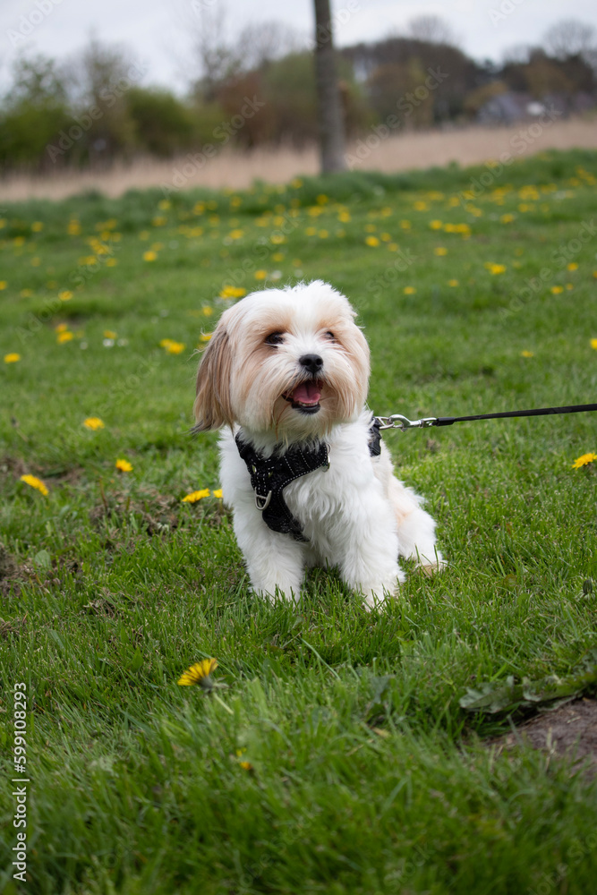 shih-tzu shih-tzu