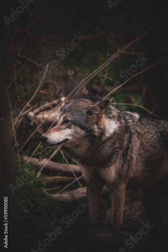 wolf in the forest