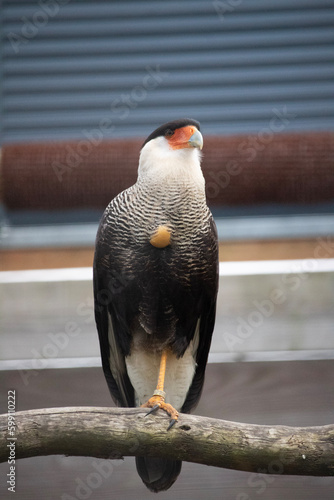 red tailed hawk