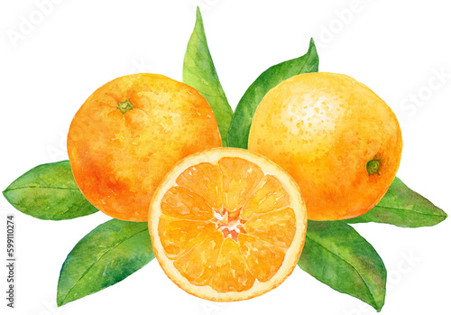 水彩画イラスト　フレッシュなオレンジ3つ　カットフルーツ　背景にたくさんのオレンジの葉