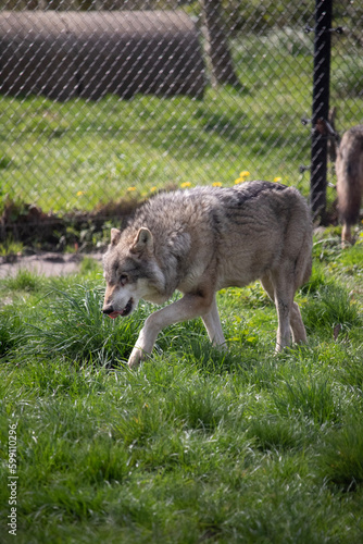 gray wolf canis lupus