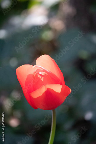 tulip
