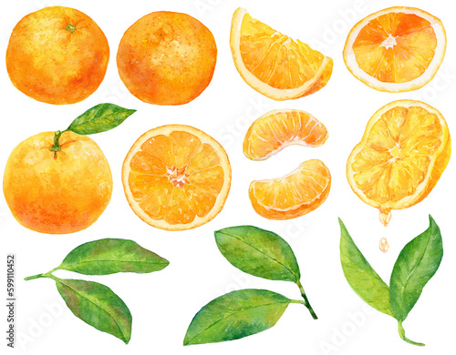 水彩画イラスト　オレンジ・みかんの素材集　オレンジの葉や実、カットフルーツのセット © よしだなみこ / Namiko Y