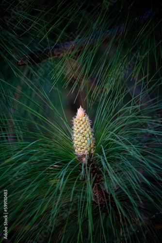 pine cone