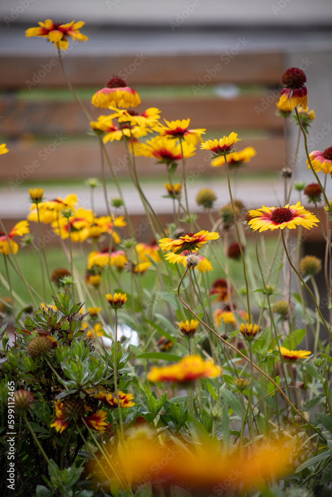 Obraz premium Gaillardias en flor