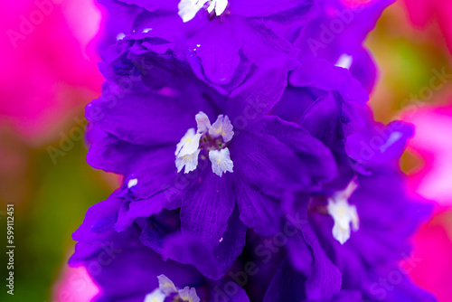 Beautiful blue delphinium flower close up