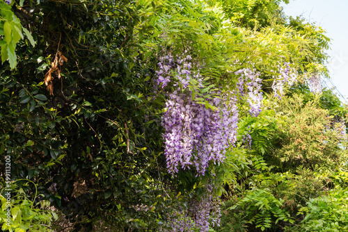 紫の花