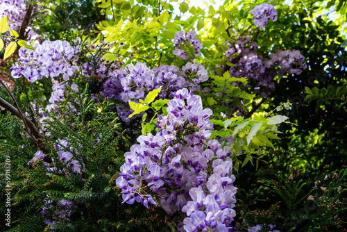 紫の花