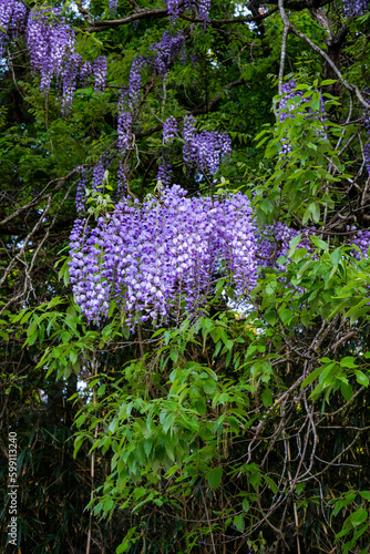 紫の花