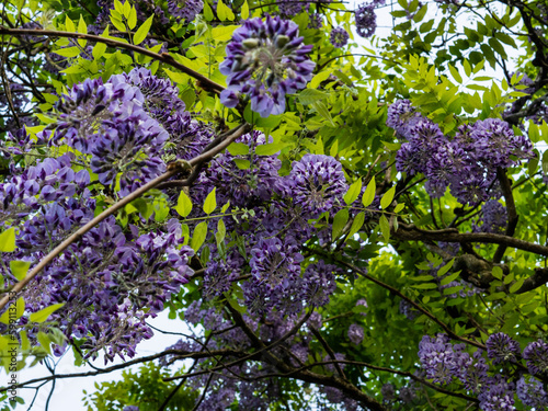 鬼滅の刃の花
