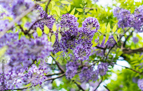 鬼滅の刃の花