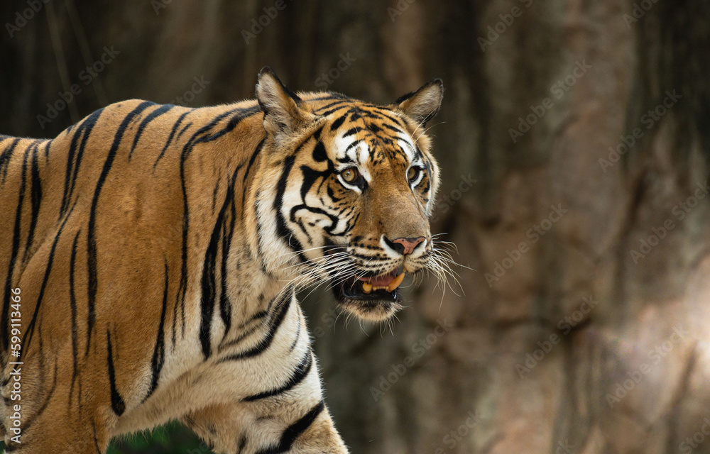Portrait of Indochinese Tiger is looking for prey (Panthera tigris corbetti) in the natural zoo.Amazing tiger in the nature habitat.Wild dangerous animal concept. Portrait of Indochinese Tiger is looking for prey (Panthera tigris corbetti) in the natural zoo.Amazing tiger in the nature habitat.Wild dangerous animal concept.