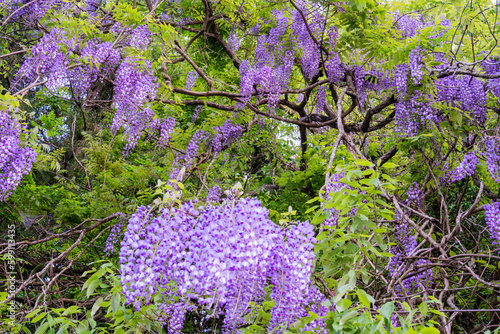 鬼滅の刃の花