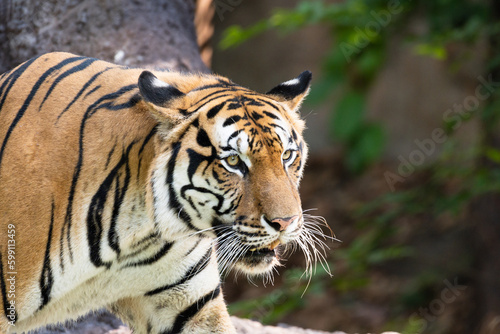 Portrait of Indochinese Tiger is looking for prey  Panthera tigris corbetti  in the natural zoo.Amazing tiger in the nature habitat.Wild dangerous animal concept.