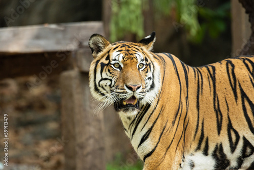 Portrait of Indochinese Tiger is looking for prey  Panthera tigris corbetti  in the natural zoo.Amazing tiger in the nature habitat.Wild dangerous animal concept.