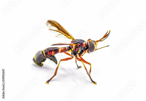 Φωτογραφία Physoconops floridanus - Florida physoconops - is a species of thick headed fly in the family Conopidae