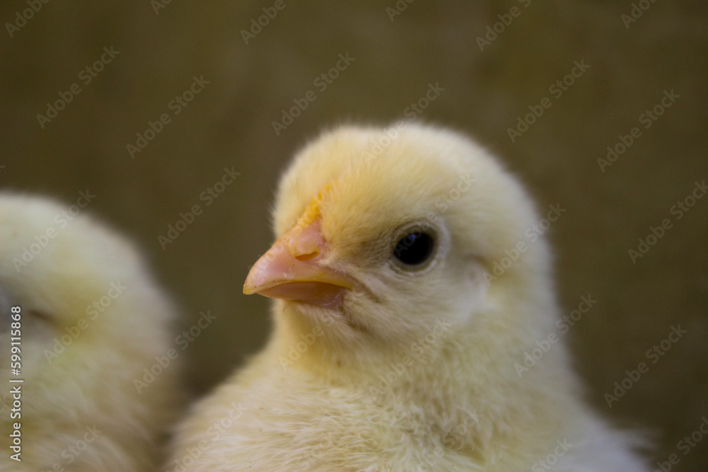 Close-up of a cute chick