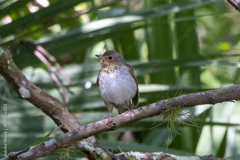 A swainson's thrush perched on a branch A swainson's thrush perched on a branch