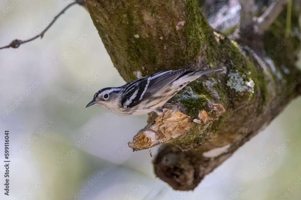 A black and white warbler on a tree A black and white warbler on a tree