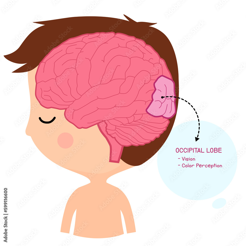 occipital lobe brain Stock Illustration Biology Diagrams