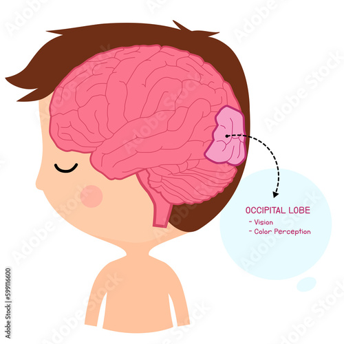 occipital lobe brain photo