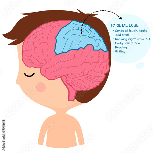 parietal lobe brain