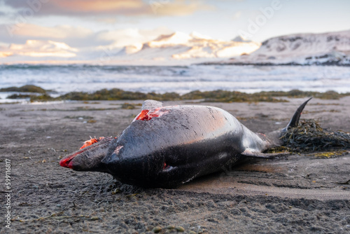 Dead Dolphin on The Beach. Dead Sea Animal, Decaying Corpse. Global extinction concept.
