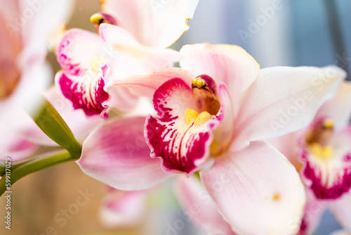 Beautiful pink orchid flower close up
