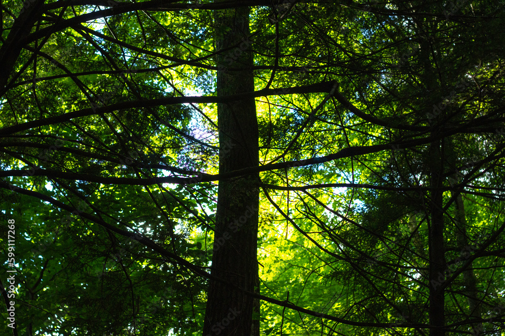 Fototapeta premium Sun shining through trees