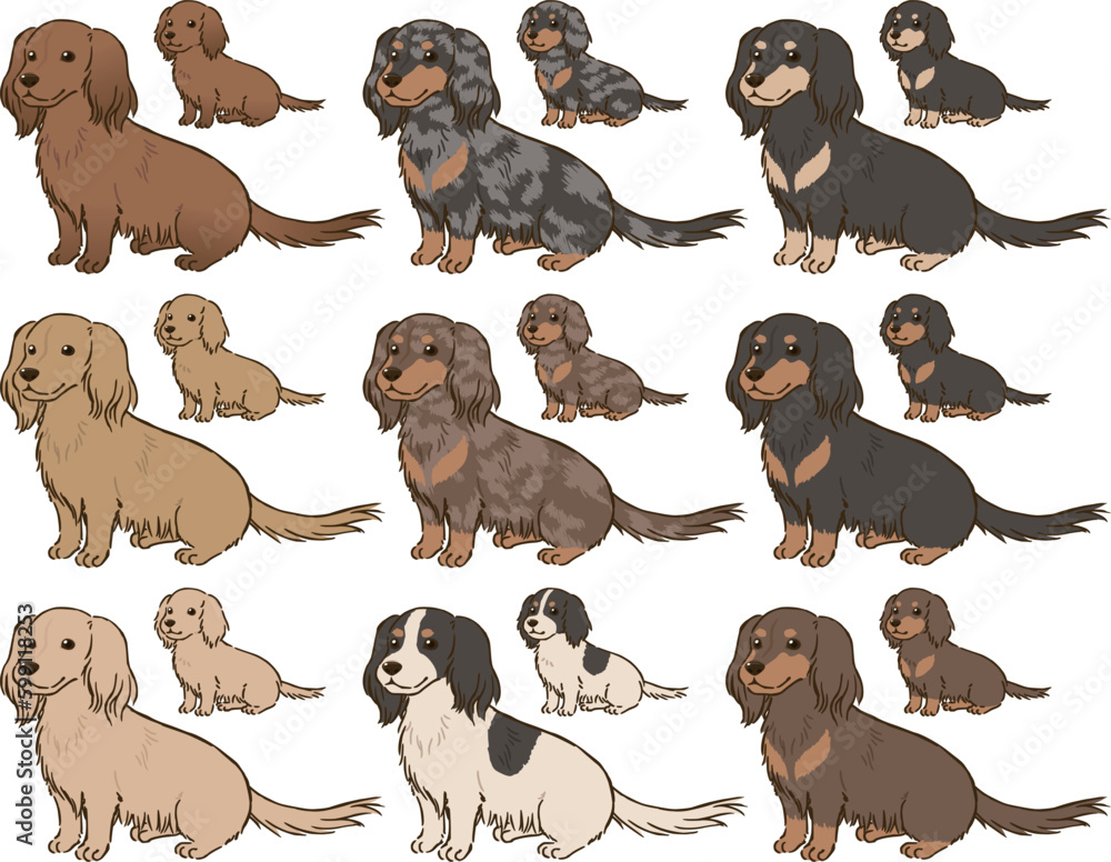 Obraz premium 色々な毛色のダックスフンド(ロングコート)