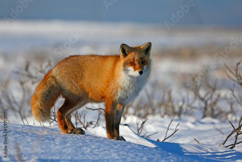 Fotografie red fox in snow