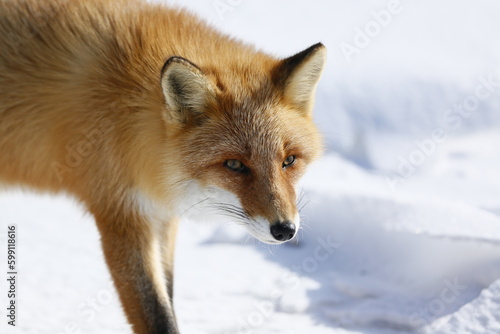 red fox in snow © Raphael