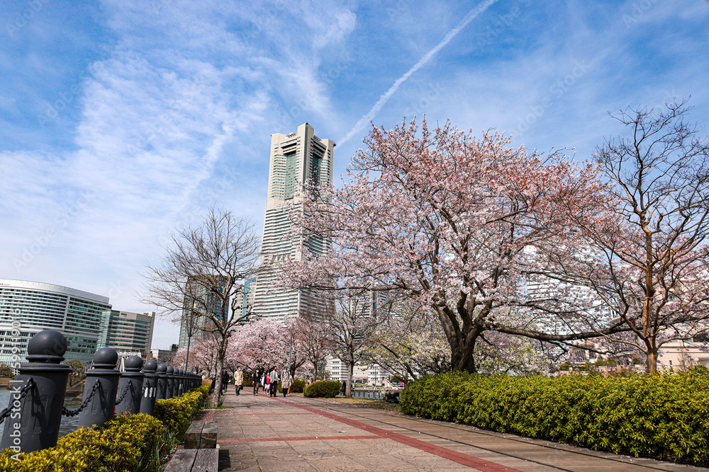 満開の桜と横浜みなとみらい