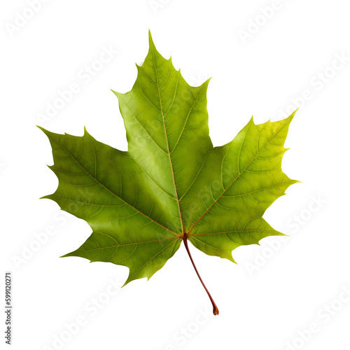 maple leaf isolated