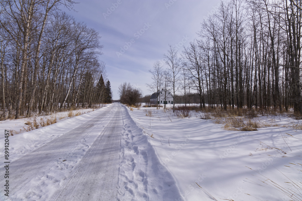 Fototapeta premium Wintry Landscape of Elk Island National Park