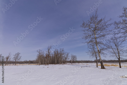 Wintry Landscape of Elk Island National Park